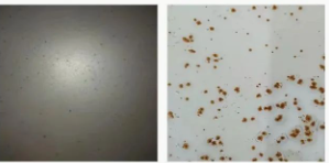 涂料用防閃銹劑有哪些種類?如何科學使用? 涂料在線,coatingol.com